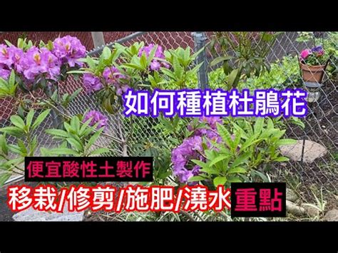 杜鵑風水|家中杜鵑風水大解密